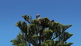 Pandion haliaetus balbuzard pécheur oiseau de Nouvelle-Calédonie