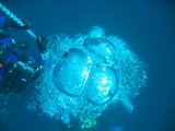 Bulle d'air mélanges gazeux respirables pour la plongée sous-marine