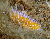 Cadlinella ornatissima Risbec Self-propelled candy sea slug Nudibranch marine gastropod mollusk