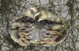Lagoon crab from New Caledonia reef crab box diving nature arthropode