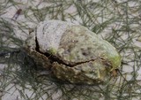Calappa hepatica crabe lagon de Poé crave honteux Nouvelle-Calédonie