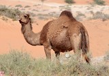 Camelus dromedarius chameau d'arabie Emirats Arabes Unis