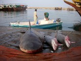 Requin bouledogue bull shark Dibba fish Market Sultanate Oman