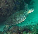 huge turtle in oman musandam diving 