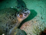 loggerhead turtle oman sea musandam ras sarkan diving dibba