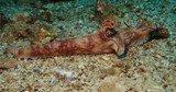 Nudibranch OMAN lima rock south diving musandam nomad nudibranche trilobe