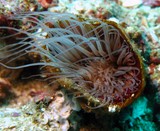 coloured tube anemone - Oman sea - Pearl Island