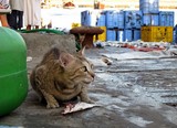 Chat qui vole un poisson Marché aux poissons de Dibba Sultanat d'Oman
