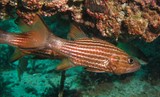 Apogon à grande dents Oman Mussandam Pearl Island diving center emirates