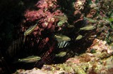 Indian Ocean twospot cardinalfish - Oman - mussandam - octopus rock