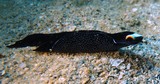 Mariaglaja inornata Inornate chelidonura seaslug New Caledonia toro bay diving underwater picture plongée sous-marine en Nouvelle-Calédonie