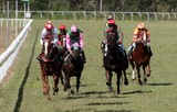 Cheval de course hippique hippodrome Banu La Foa Nouvelle-Calédonie