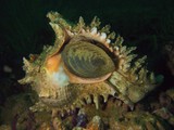 murex rameux dibba diving oman musandam shell coquillage collector