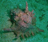 murex rameux coquillage gasteropode mer d'oman sea shel musandam diving center padi 5 stars