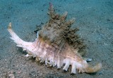 Ramose murex New Caledonia diving lagoon shell collection