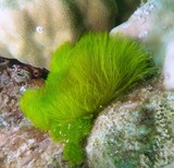 Hair Algae filamentous alga coral reef green spots colour Chlorodesmis fastigiata turtle weed New Caledonia diving underwater picture