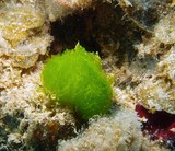 Chlorodesmis fastigiata algue verte Udoteaceae nouvelle-caledonie diving underwater algae