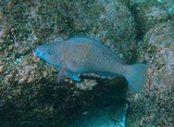 green parrotfish oman sea mussandam diving 