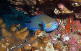 Daisy parrotfish oman sea musandam diving Poisson Perroquet mer d'Oman