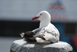 Chroicocephalus scopulinus gull in the Auckland port resting on a pole in the port