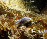 chromodoris stiatella nudibranche nouvelle-caledonie Doridoidea Chromodorididae