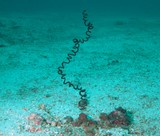 fil de fer corail musandam octopus rock oman sea diving 