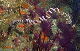 Black Coral oman sea musandam lima rock corail fil de fer corail polype