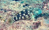 Cirrhitus spilotoceps hawkfish Oman diving nomad fish Musandam plongée poisson oman sultanat