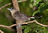 Clytorhynchus pachycephaloides Southern Shrikebill New Caledonia 
