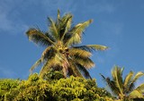 Cocotier arbre Cocos Nucifera linnaeus 1753 noix de coco Polynésie