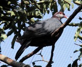 Pigeon à gorge blanche Columba vitiensis Oiseaux de Nouvelle-Calédonie