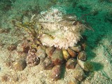 conus textile reproduction shell oman musandam diving