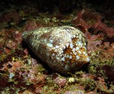 conus textile Oman Musandam diving Ras Marovi plonge en Oman shell 