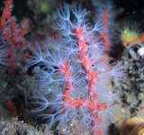 Corail Rouge, Polype sortie - Méditerranée