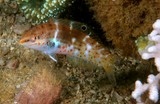 Coris batuensis Pallid wrasse New Caledonia underwater picture lagoon biodiversity ecologia