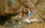 Coris batuensis Batu rainbow-wrasse fish New Caledonia marine fauna biodiversity