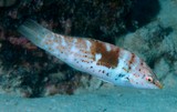 Coris batuensis Variegated rainbowfish diving around the world
