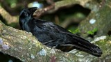 Corvus moneduloides corbeau caledonien Gite Ouané Batch Nouvelle-Calédonie
