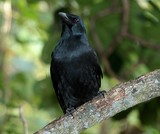 Corvus moneduloides corbeau calédonien Nouvelle-Calédonie