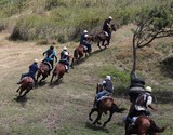 Course de stock chevaux au galop dans une colline Nouvelle-Calédonie