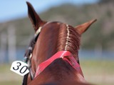 Numero 30 foire de Koumac cheval de concours belle crinière Nouvelle-Calédonie