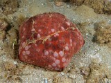 Culcita novaeguineae etoile coussin lagon Nouvelle-Calédonie diving underwater seastar Spiny cushion star