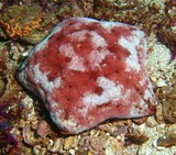 Echinoderme mer d'Oman - Lima rock