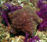 astérie coussin - Oman Sea - Octopus Rock