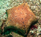 Echinoderms oman sea - Musandam