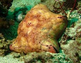  cushion-star - Oman - Ras lima