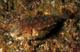 Rounded porcupinefish - oman - ras marovi - mussandam