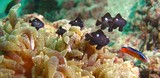 Dascyllus trimaculatus Dascyllus à tâches blanches Mer d'Oman Pearl Island Grande demoiselle au corps sombre juvénile