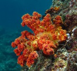 red soft coral - Oman sea