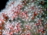 Polype soft Coral Oman Sea musandam dibba diving